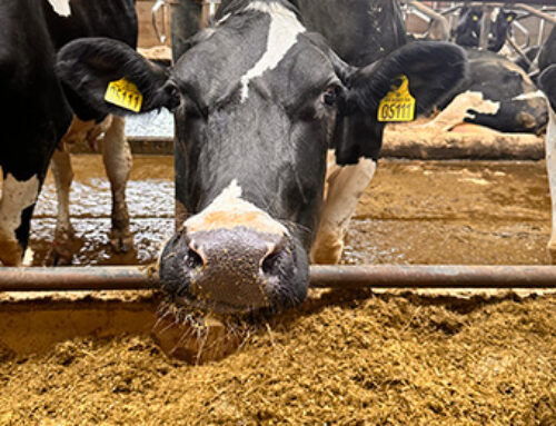 Mykotoksiner – et stigende problem for køerne her i 2024